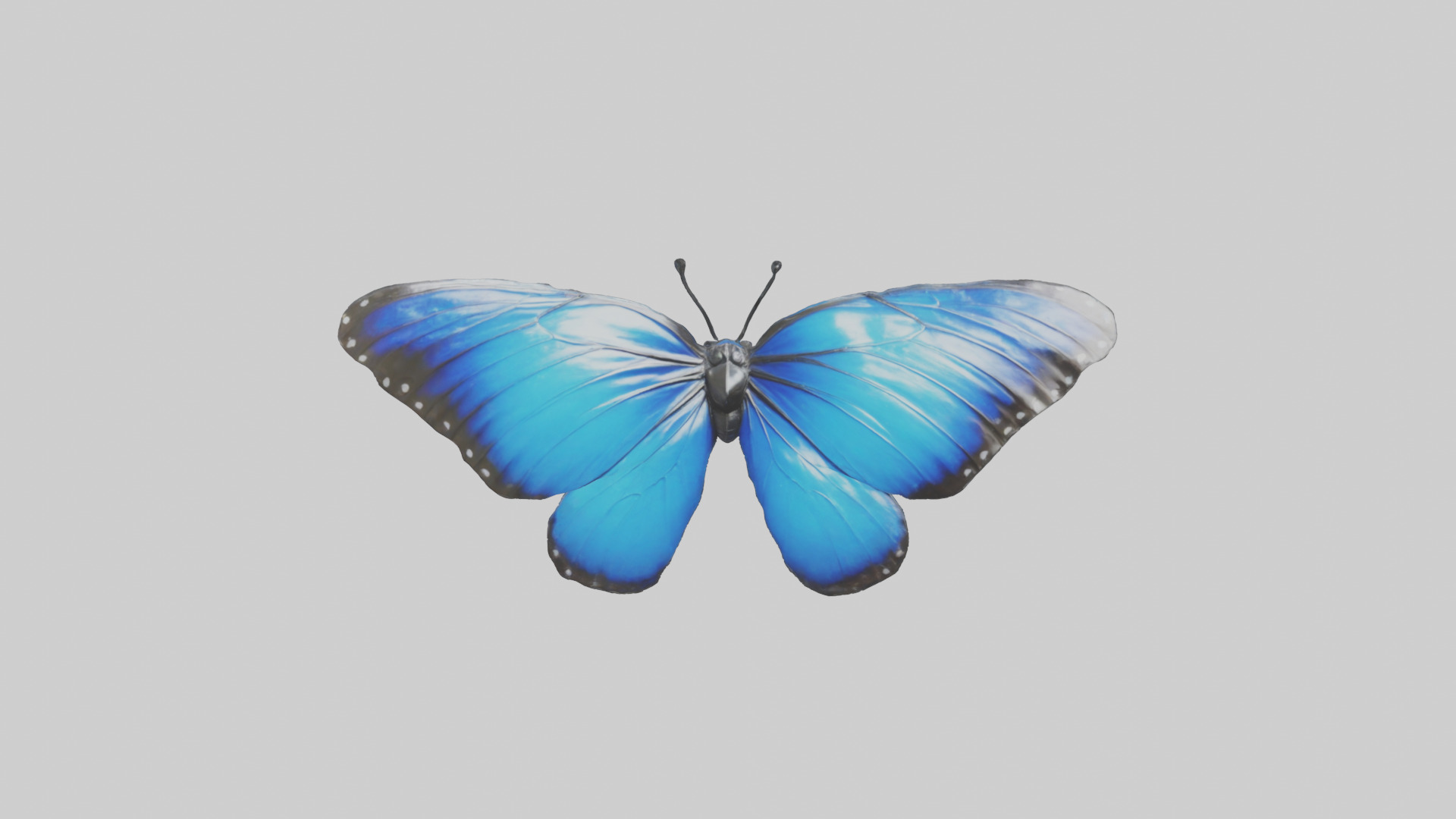 Blue Morpho Butterfly flying model Low-poly 3D model_16