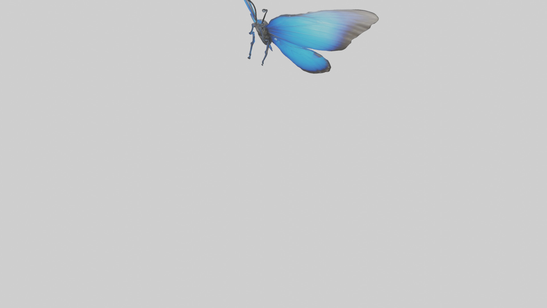 Blue Morpho Butterfly flying model Low-poly 3D model_4