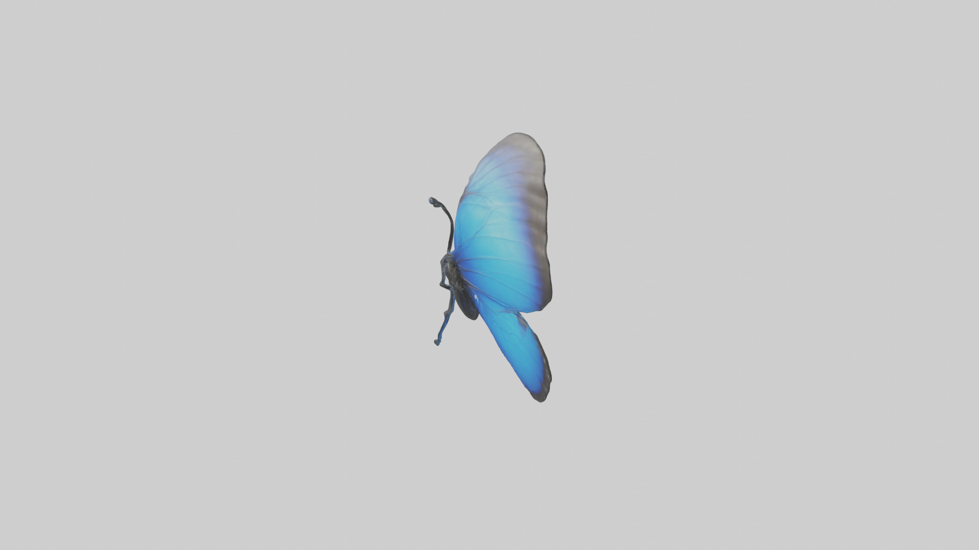 Blue Morpho Butterfly flying model Low-poly 3D model_13