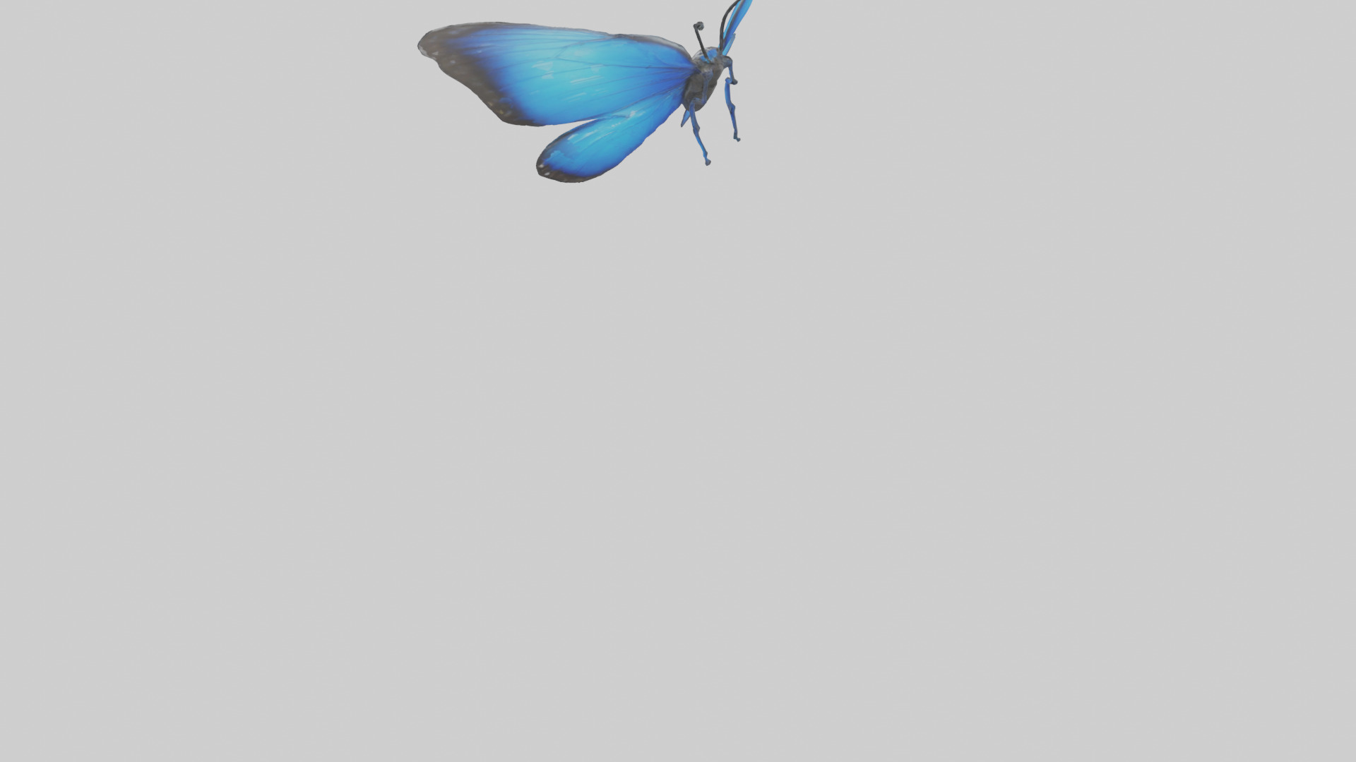 Blue Morpho Butterfly flying model Low-poly 3D model_3