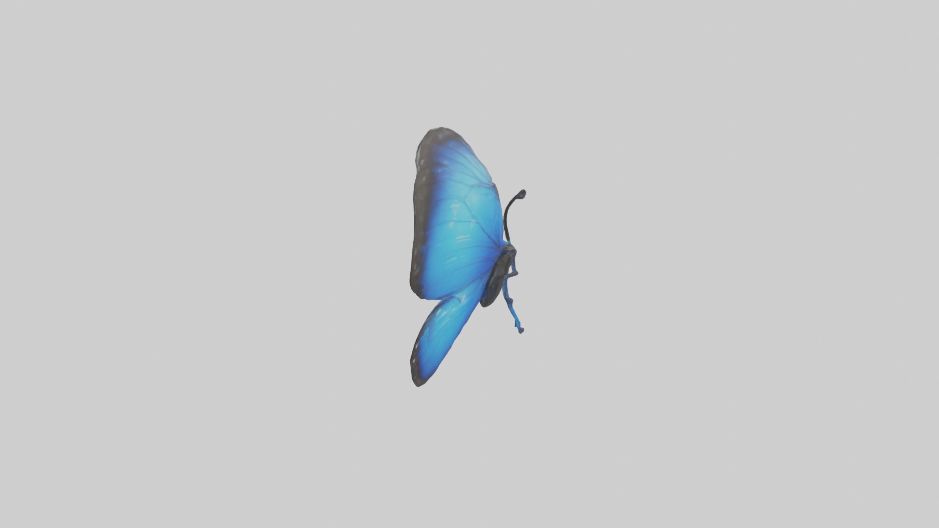 Blue Morpho Butterfly flying model Low-poly 3D model_12