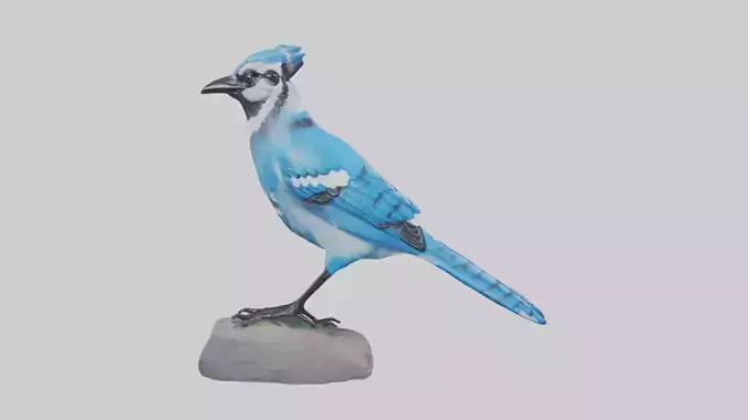 Blue Jay statue model