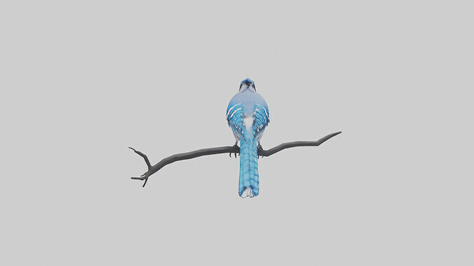 Blue Jay perched model Low-poly 3D model