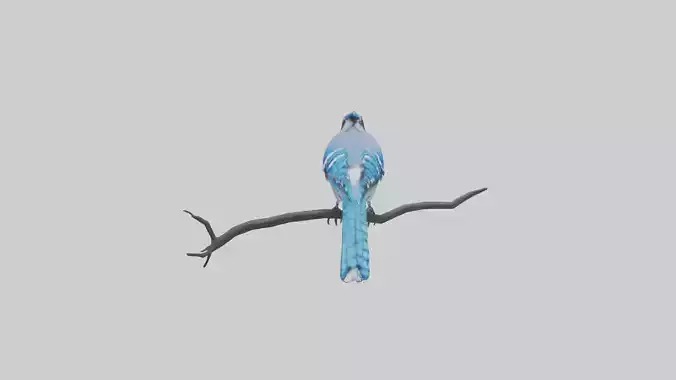 Blue Jay perched model