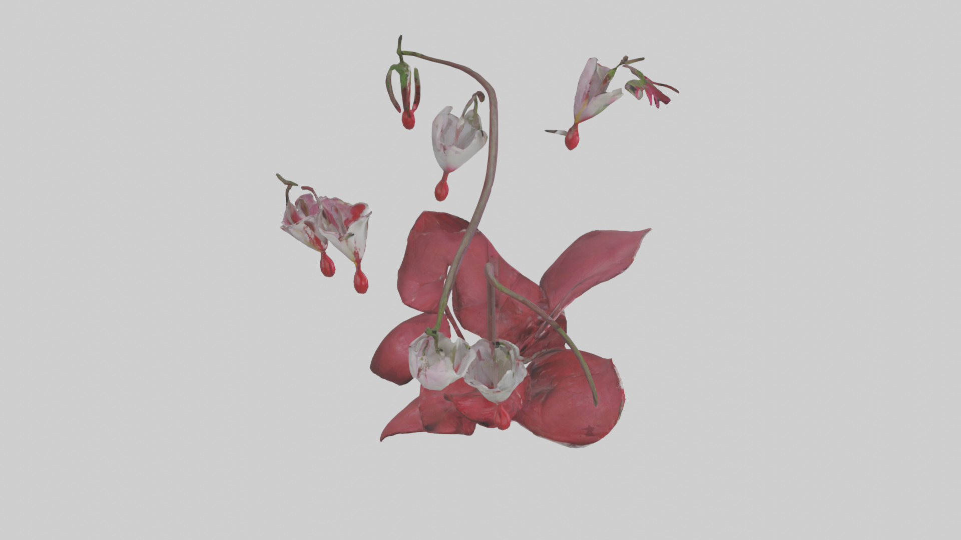 Bleeding Heart model 3D model_18