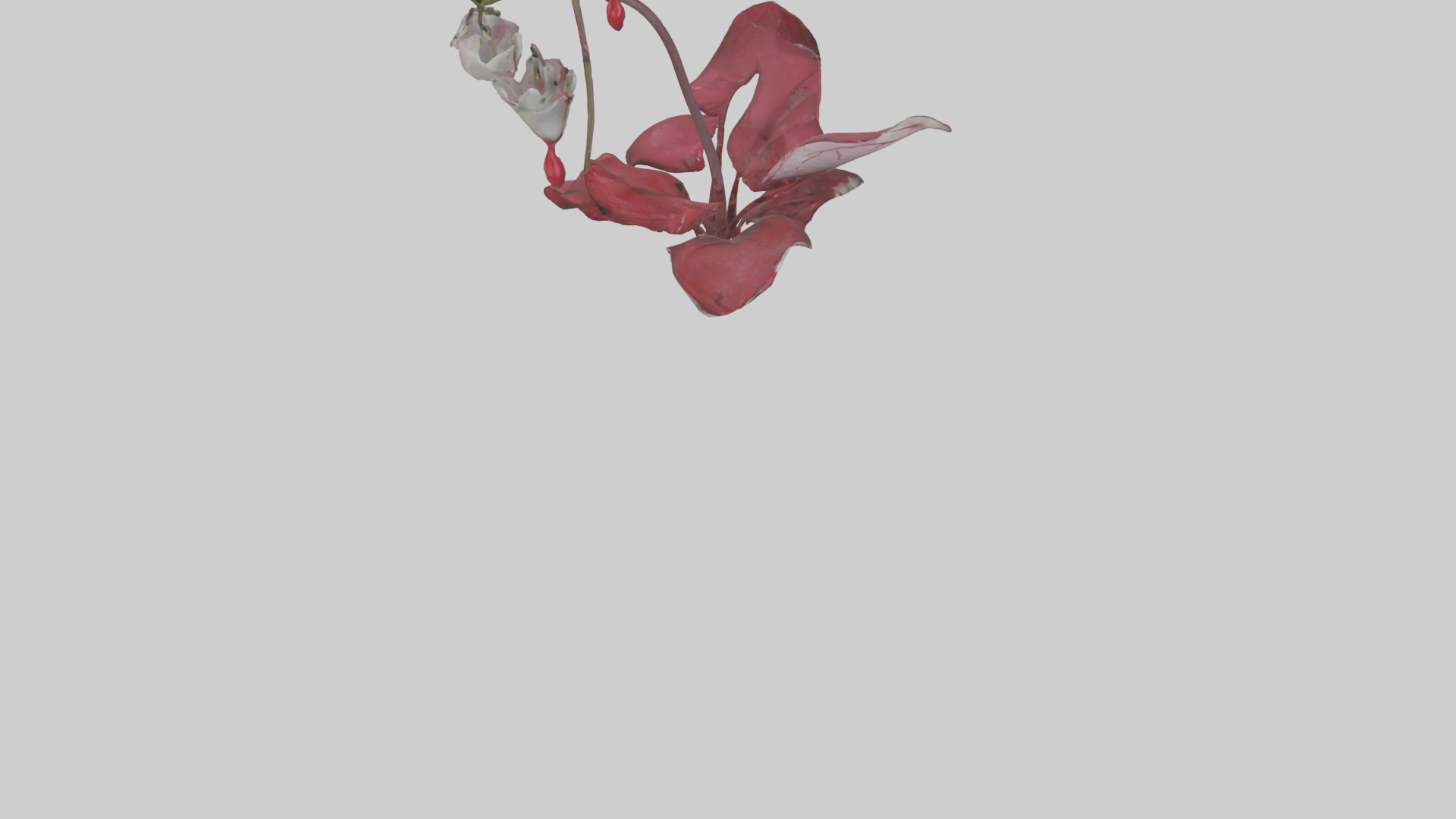 Bleeding Heart model 3D model_6