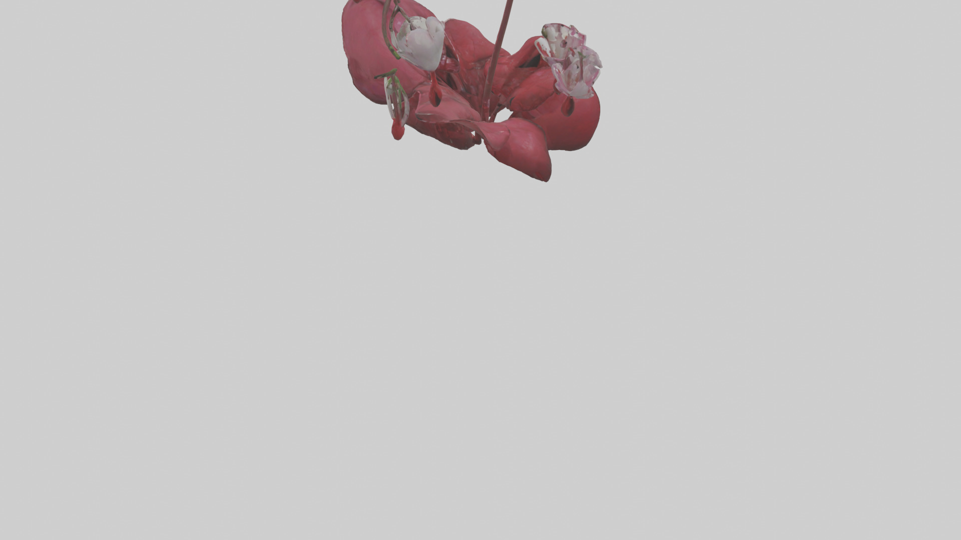 Bleeding Heart model 3D model_3