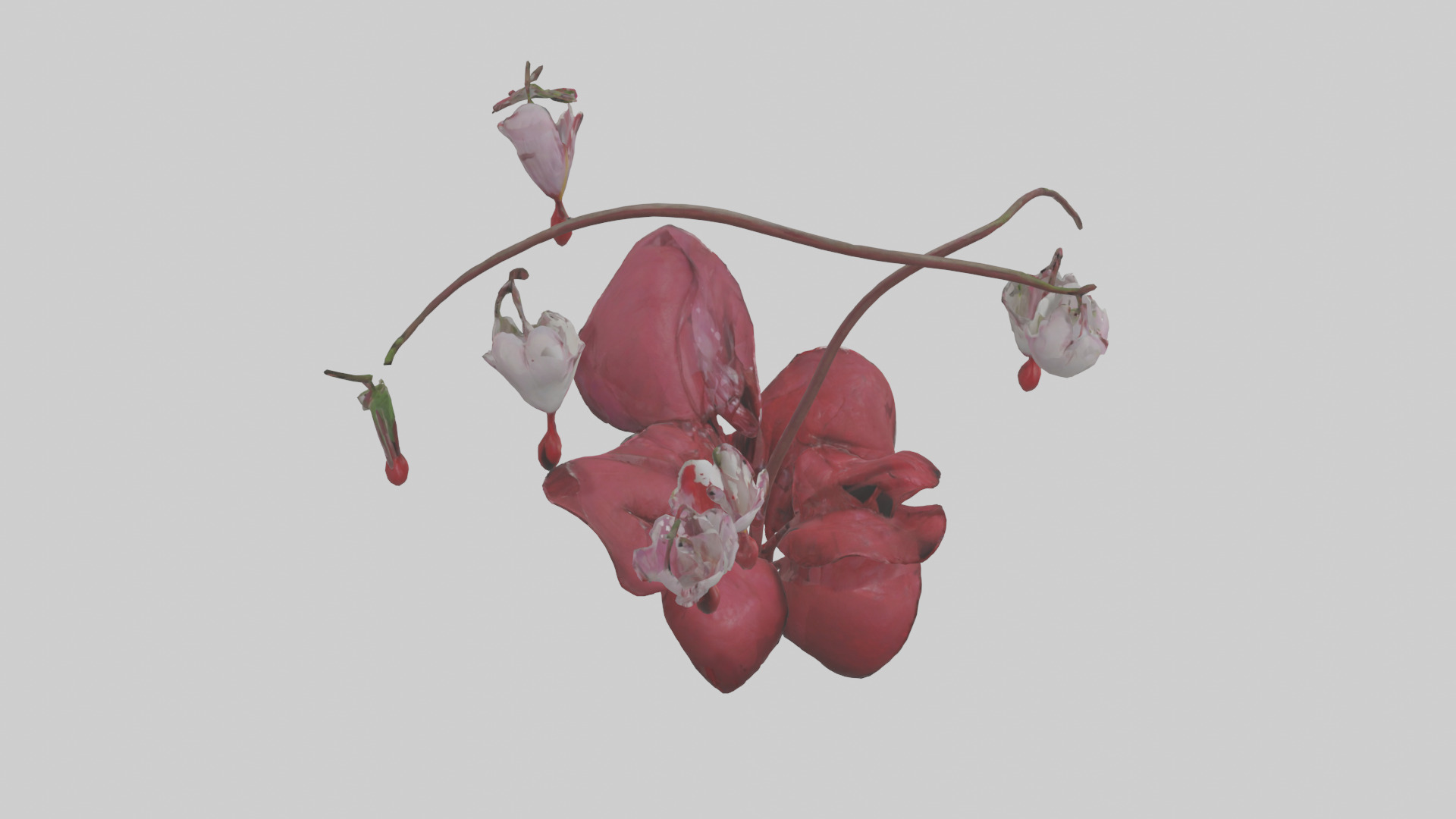 Bleeding Heart model 3D model_15