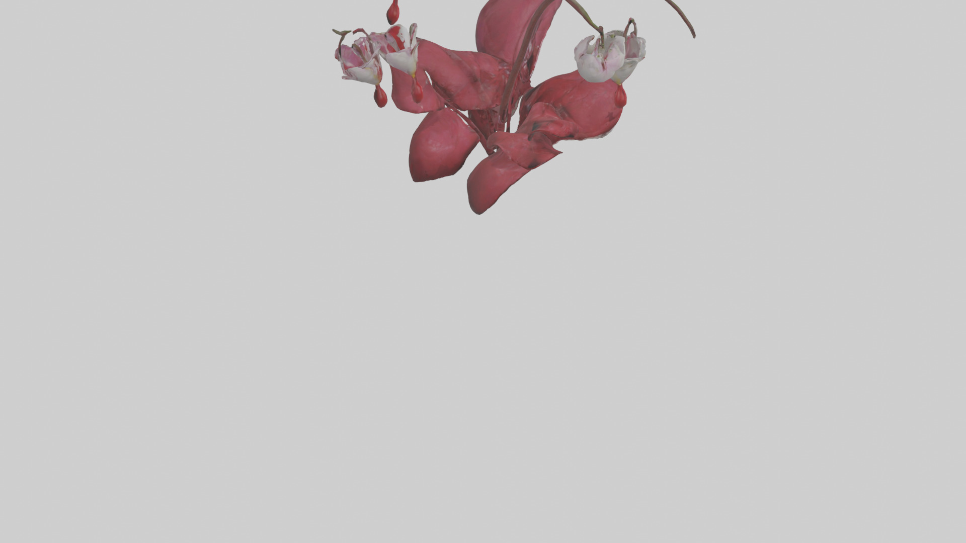 Bleeding Heart model 3D model_4