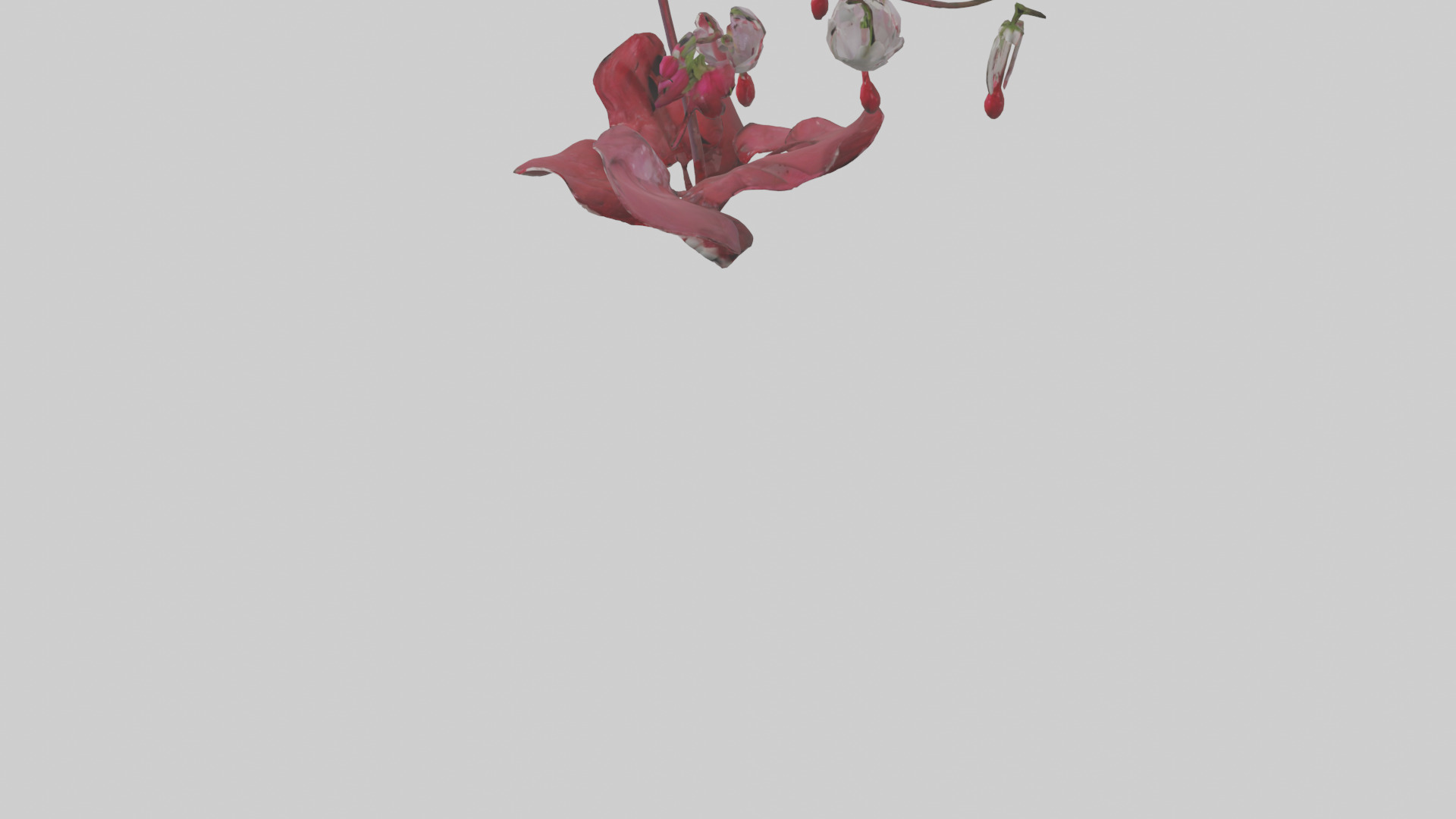 Bleeding Heart model 3D model_5