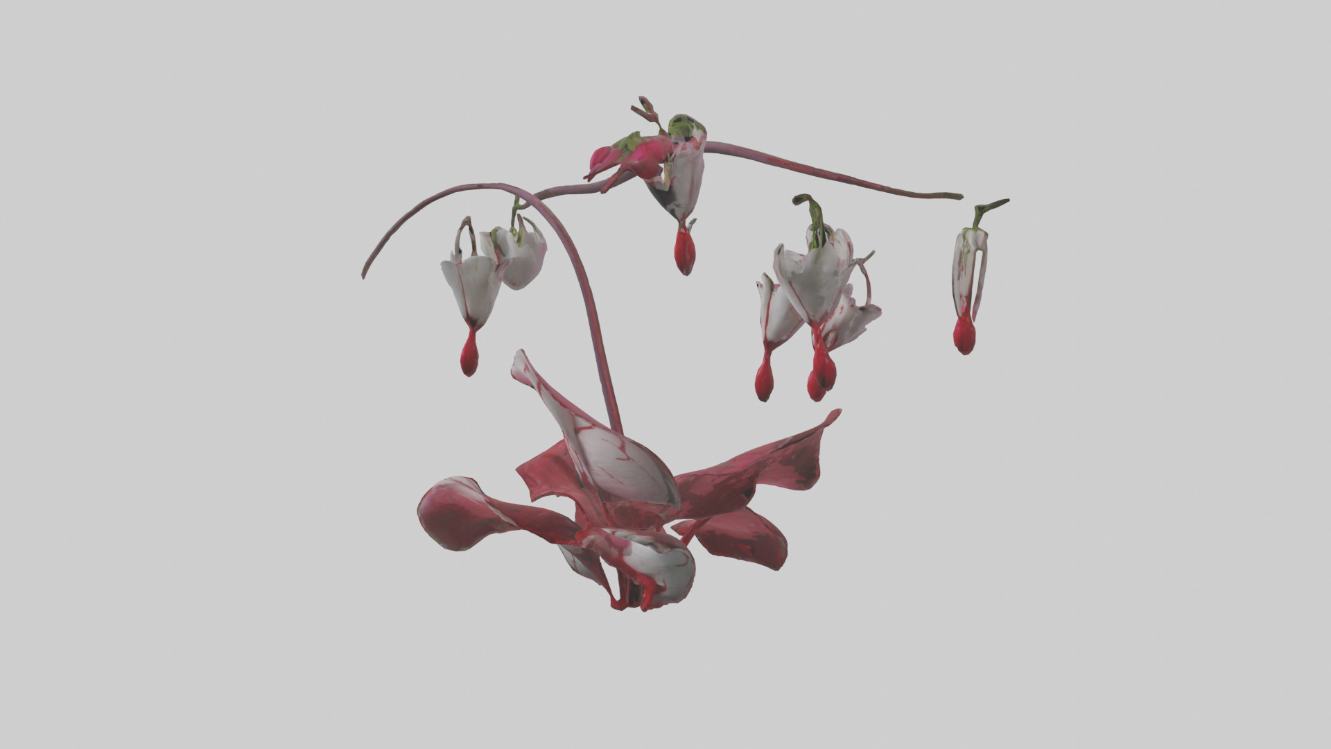 Bleeding Heart model 3D model_10