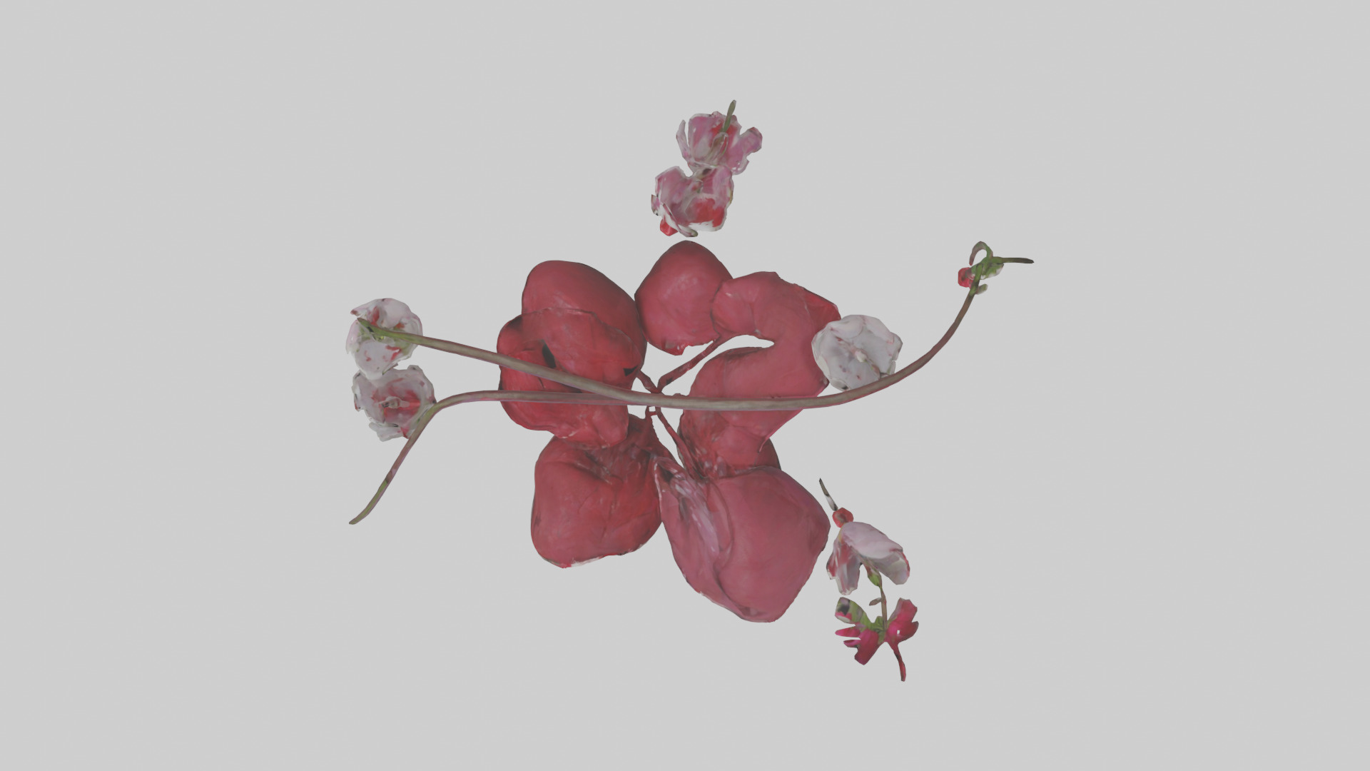 Bleeding Heart model 3D model_14