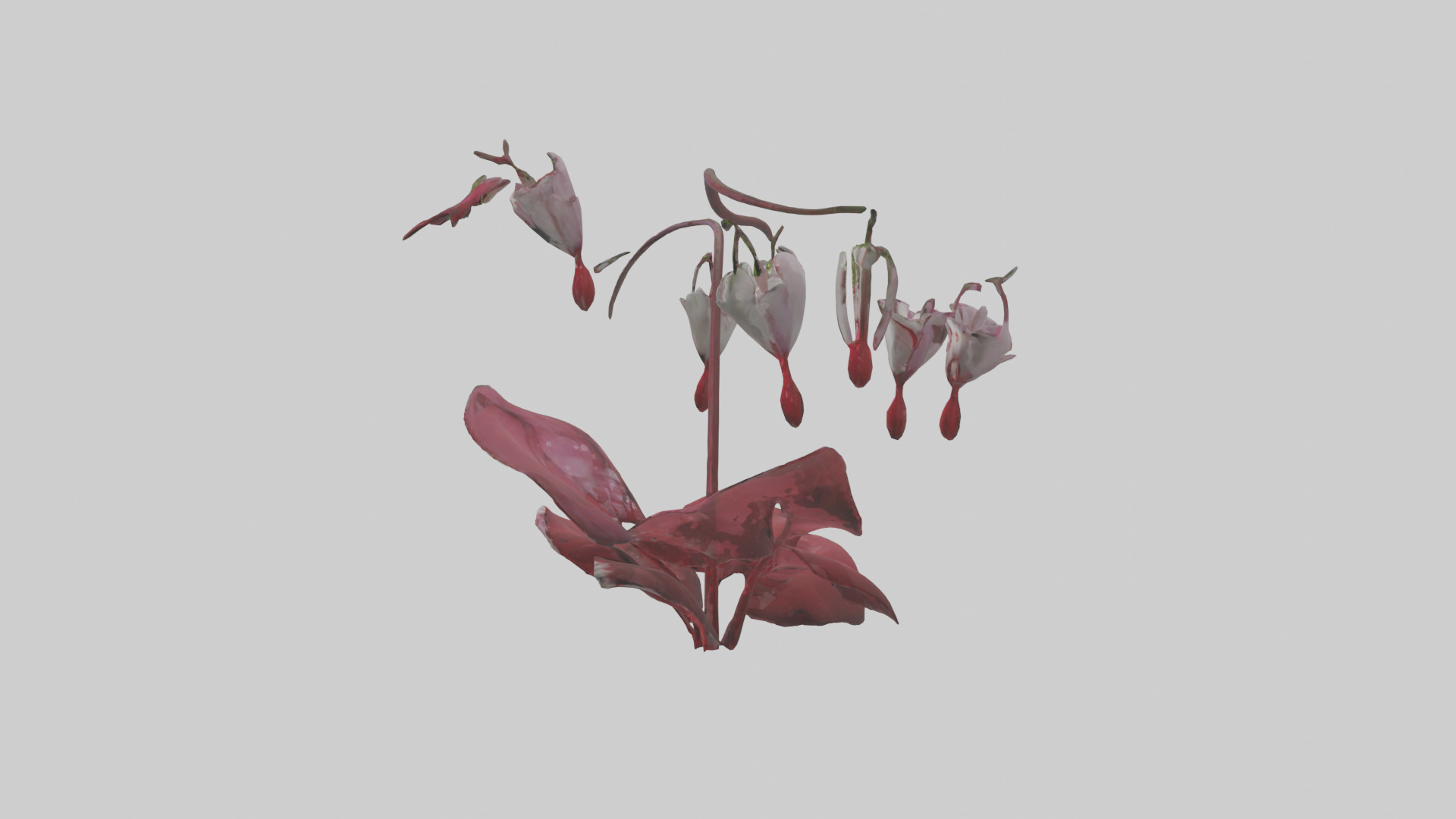 Bleeding Heart model 3D model_12