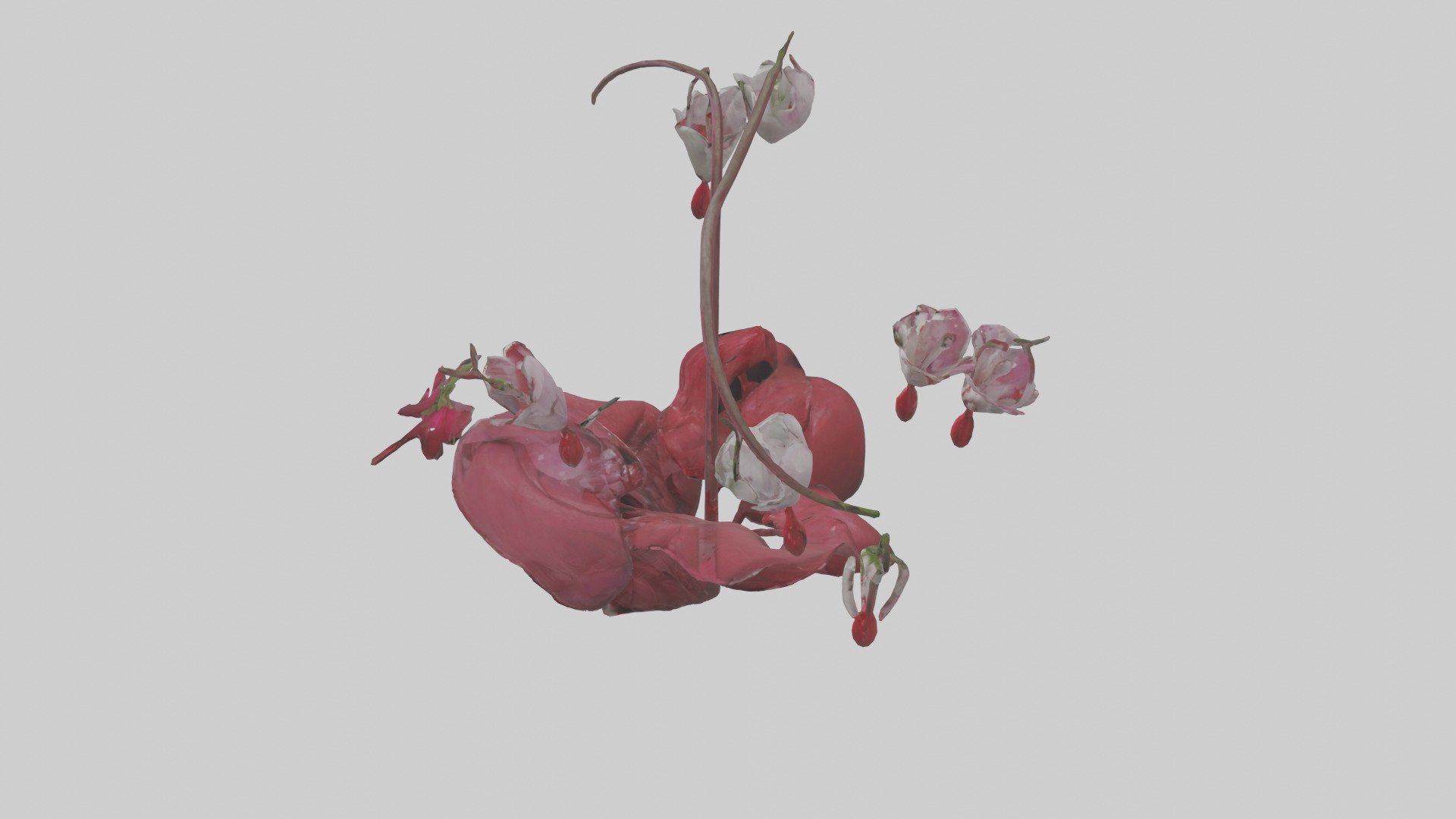 Bleeding Heart model 3D model_17