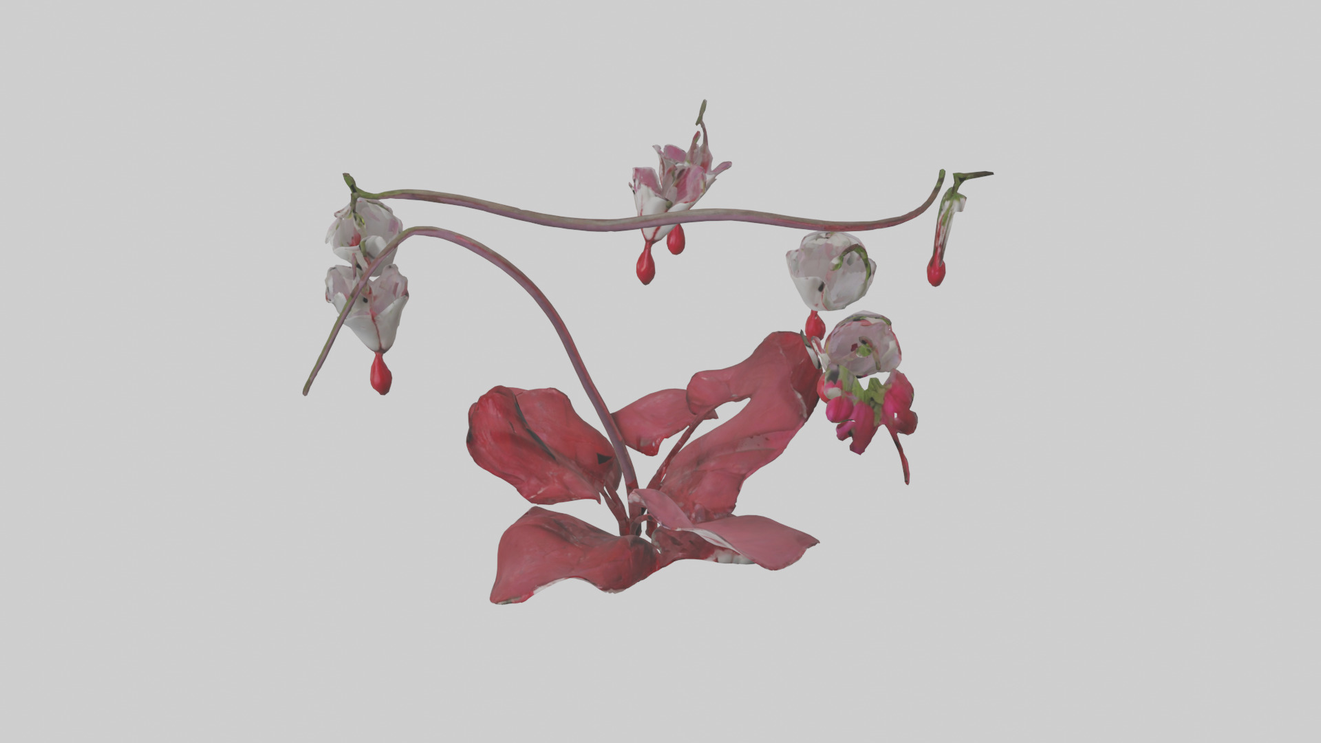 Bleeding Heart model 3D model_16