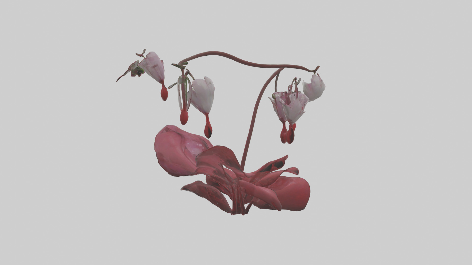 Bleeding Heart model 3D model_1