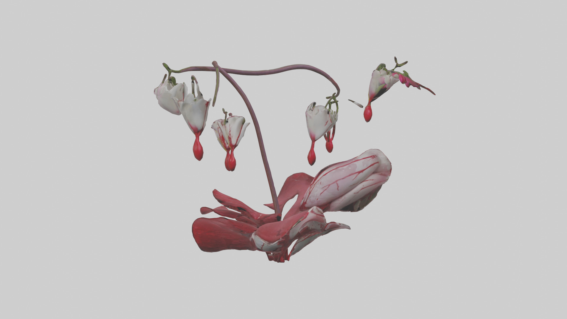 Bleeding Heart model 3D model_11
