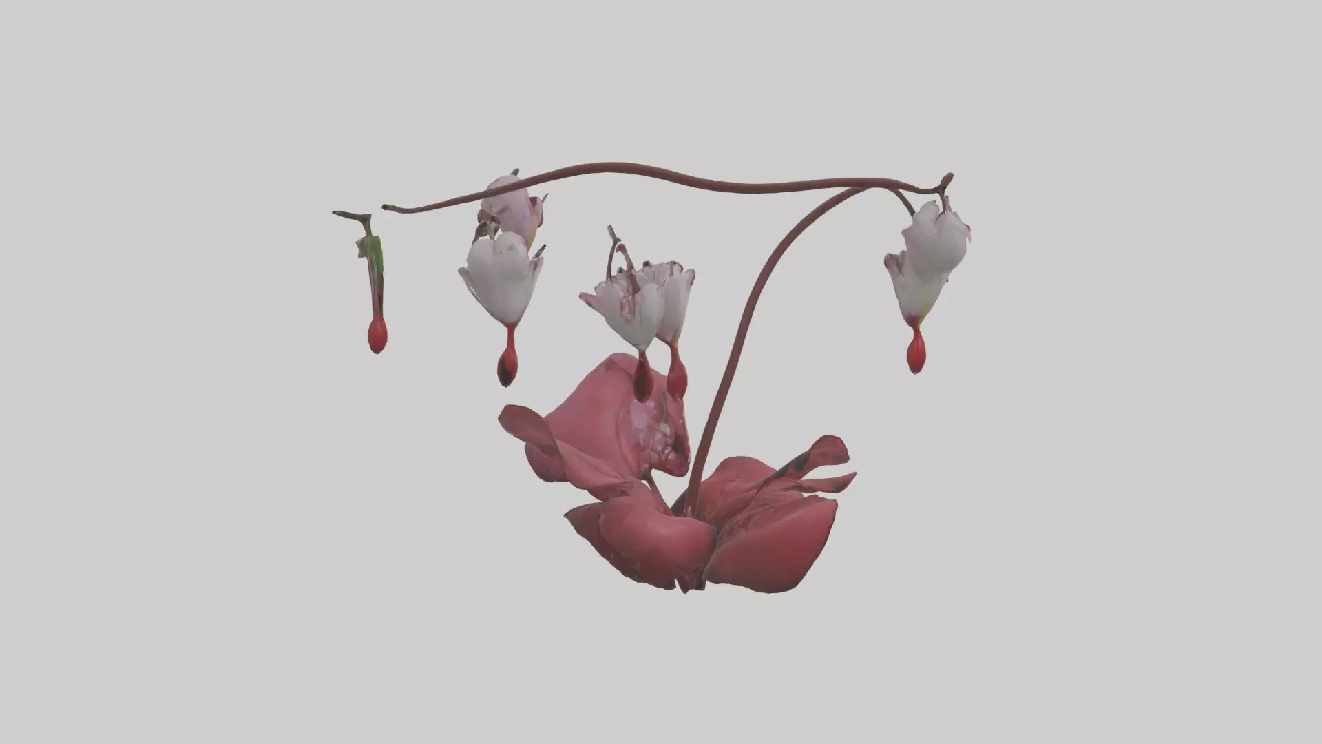 Bleeding Heart model 3D model_0