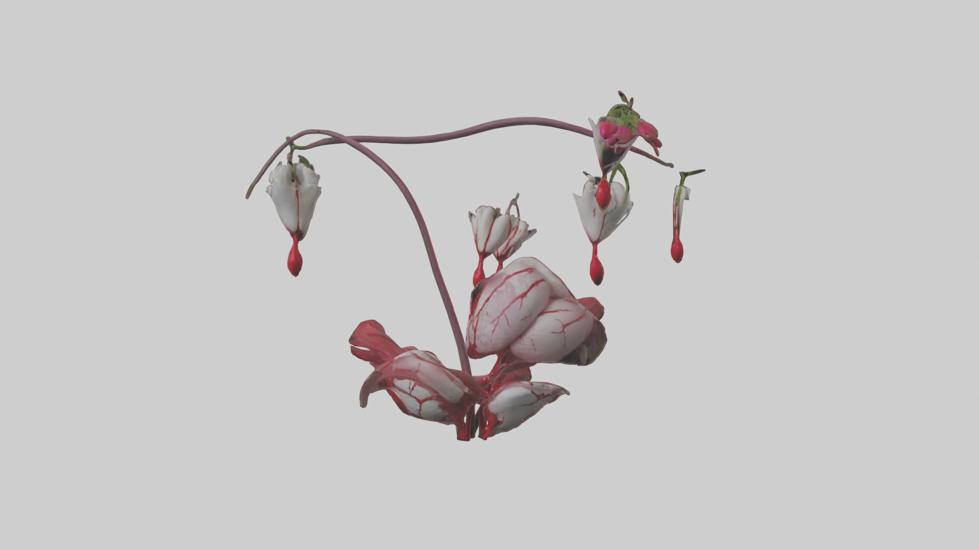 Bleeding Heart model 3D model_9