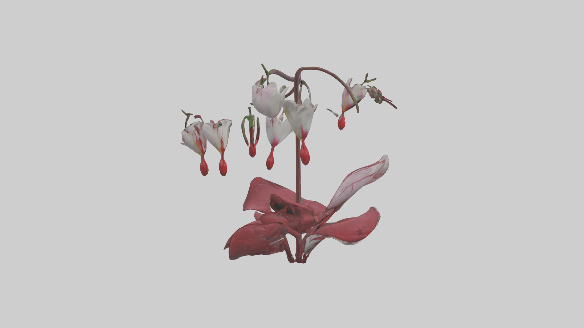 Bleeding Heart model 3D model_13