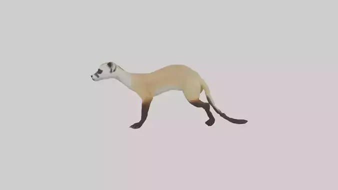 BlackFooted Ferret hunting model