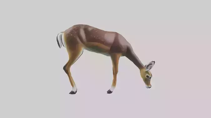 Black Tailed Deer grazing model 3D model