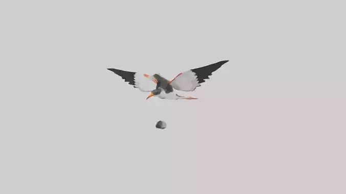 Black Skimmer gliding model