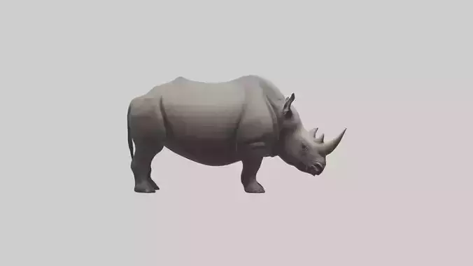 Black Rhinoceros grazing model