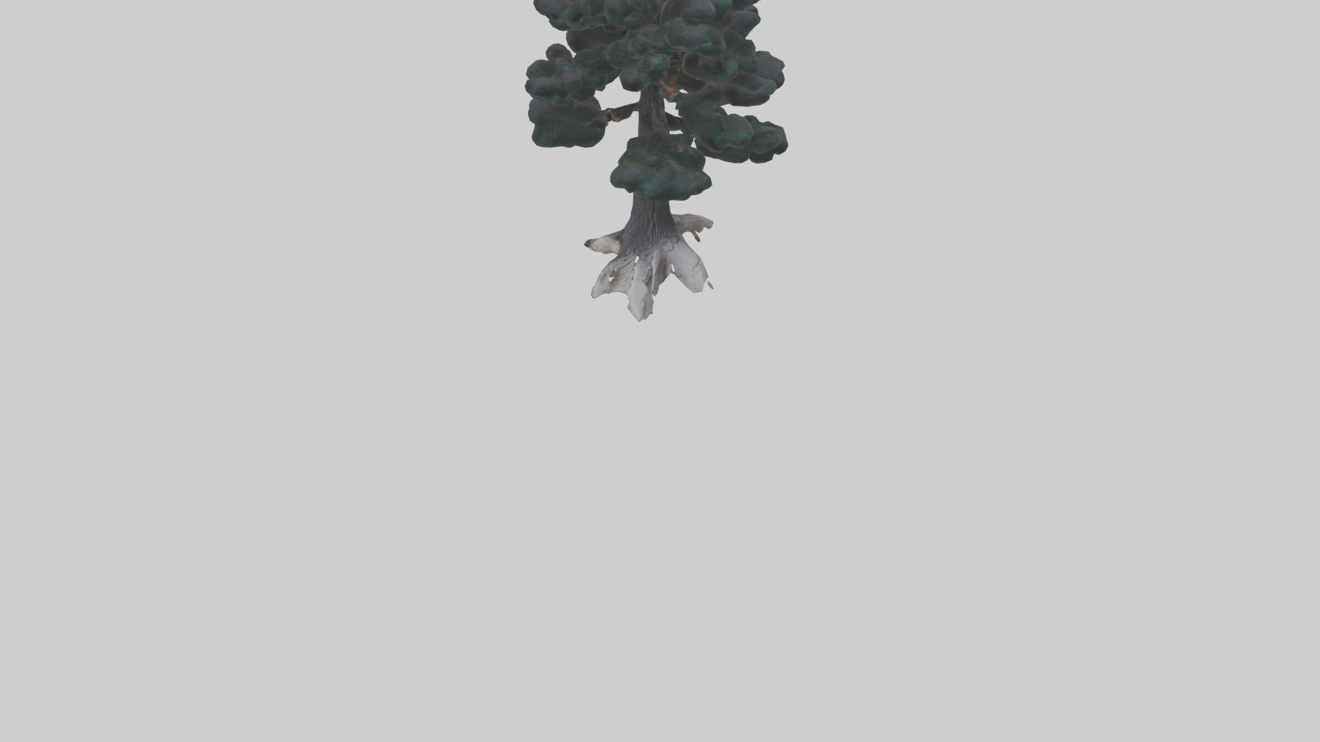 Black Pine tree model 3D model_6