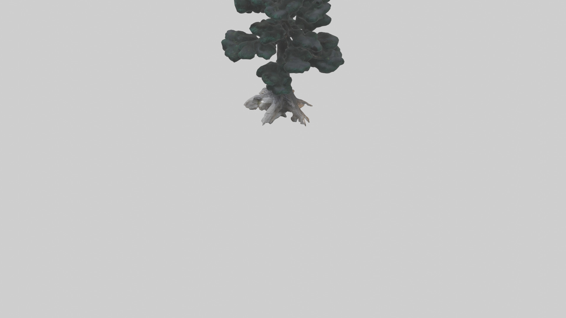 Black Pine tree model 3D model_5