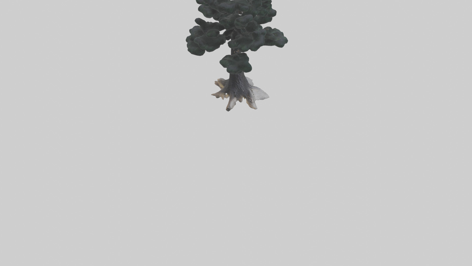 Black Pine tree model 3D model_4