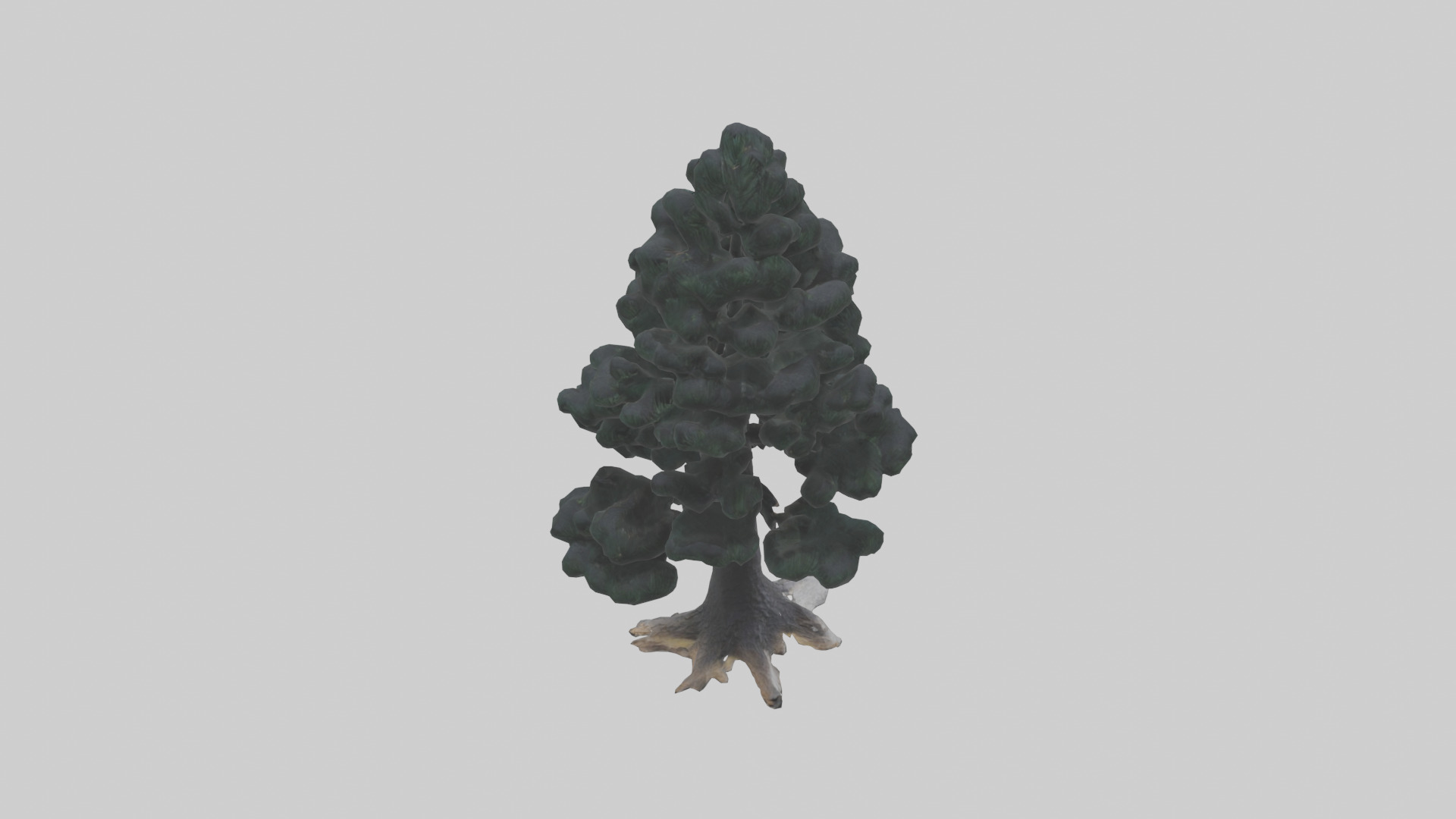 Black Pine tree model 3D model_15