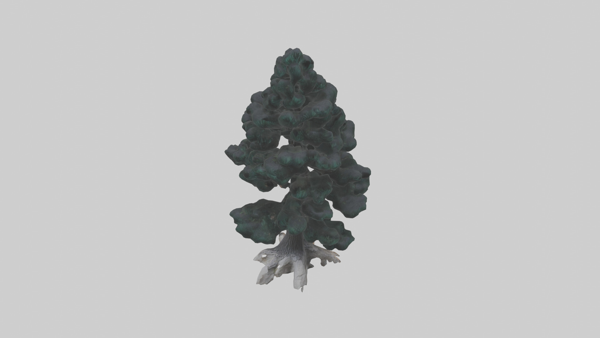 Black Pine tree model 3D model_16