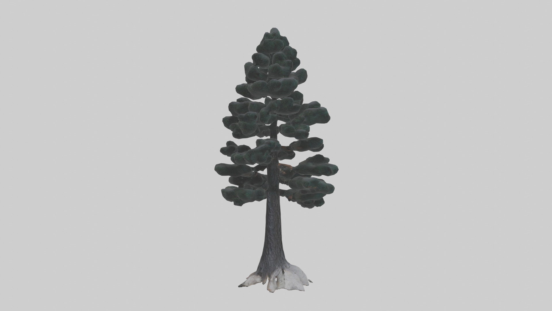 Black Pine tree model 3D model_13