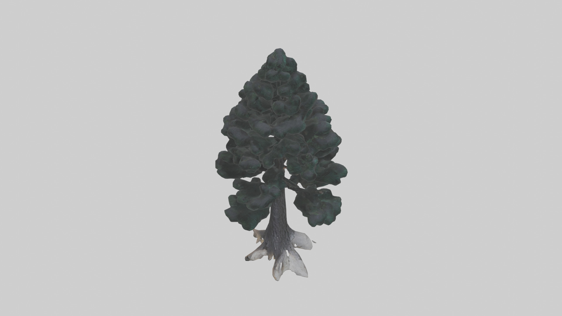 Black Pine tree model 3D model_18