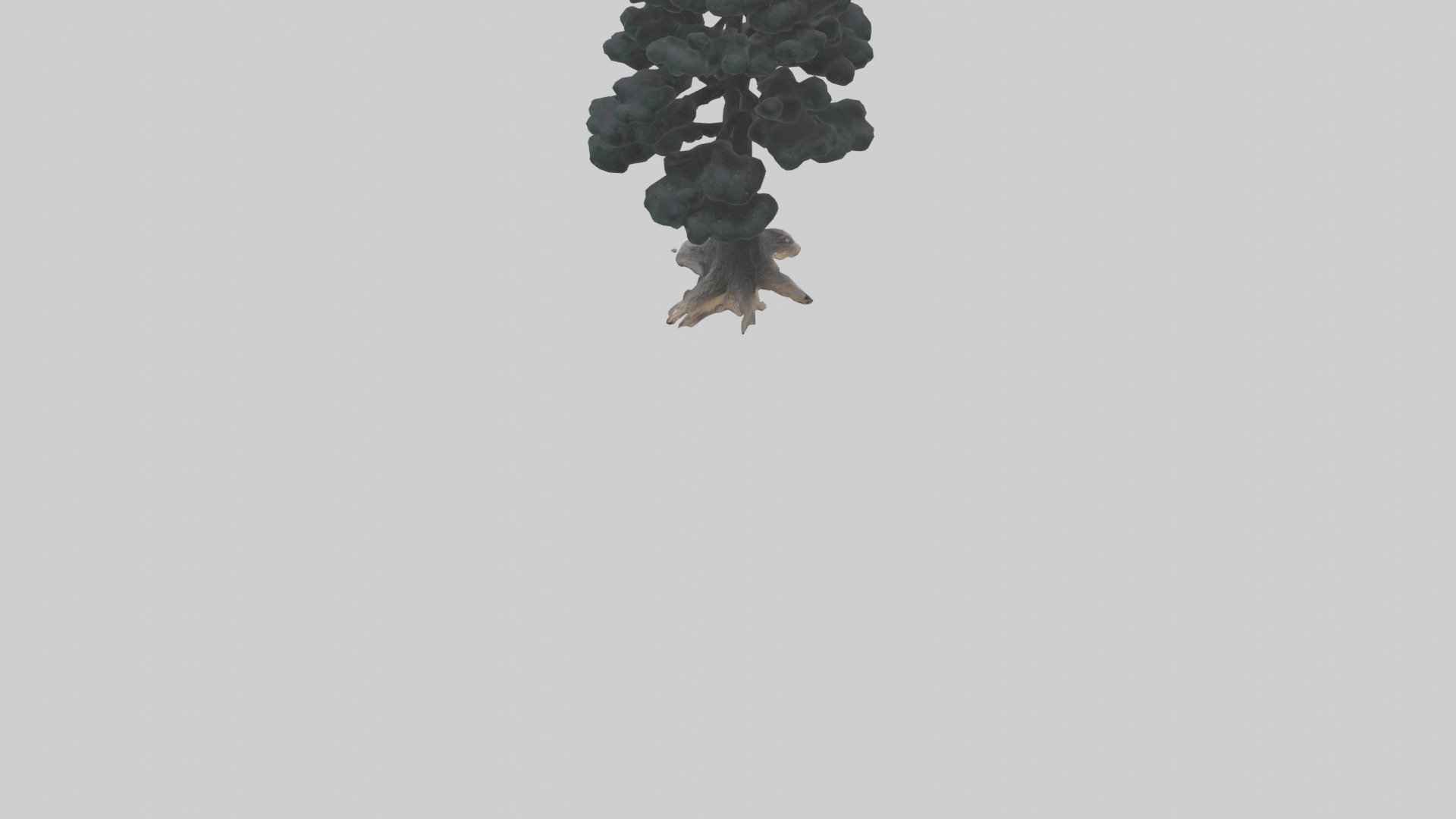 Black Pine tree model 3D model_3