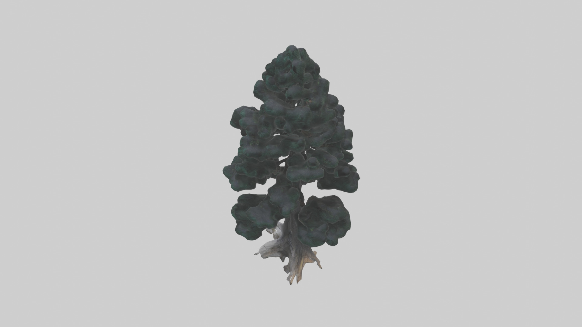 Black Pine tree model 3D model_17