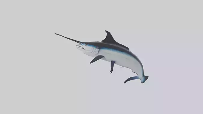 Black Marlin leaping model