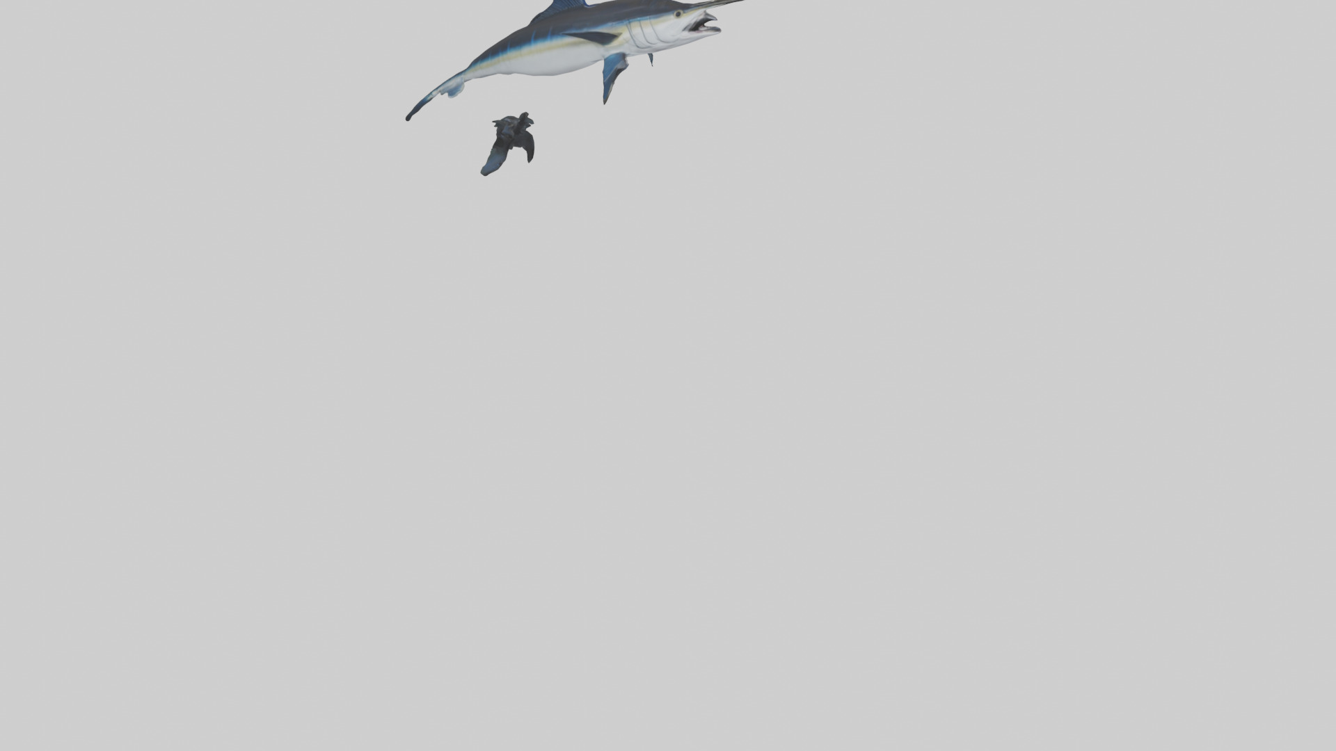 Black Marlin hunting model 3D model_4