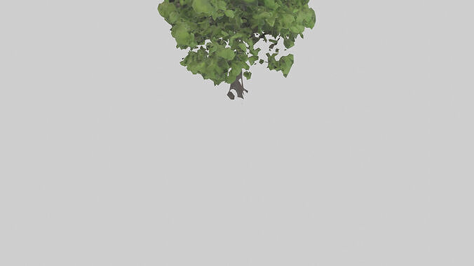 Black locust tree model 3D model 7