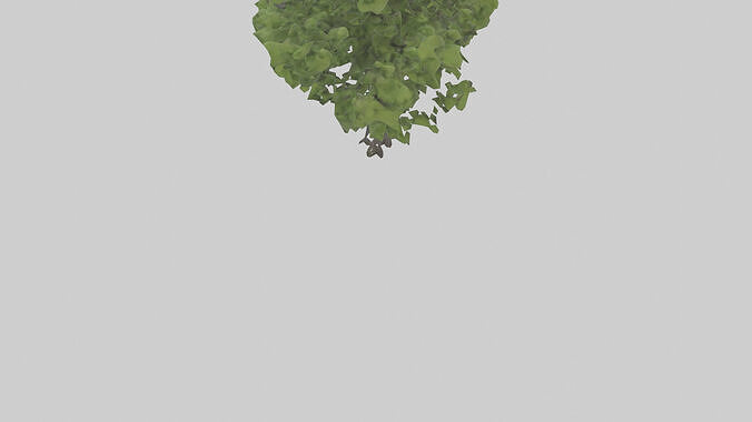 Black locust tree model 3D model 4