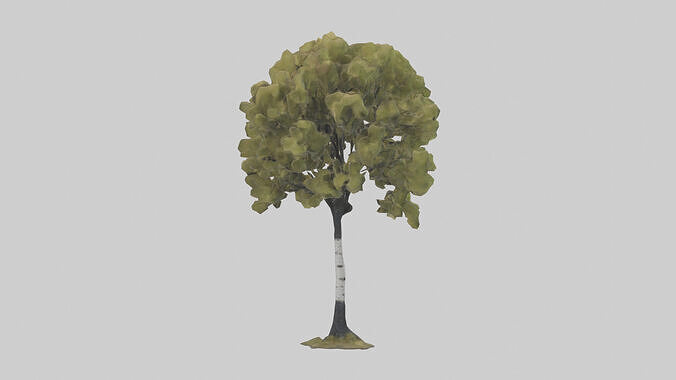 Black Birch tree model 3D model