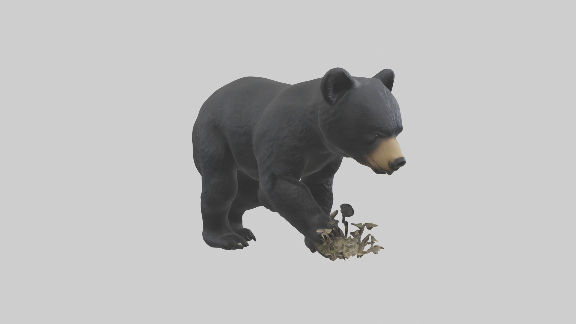 Black Bear cub exploring model 3D model_11