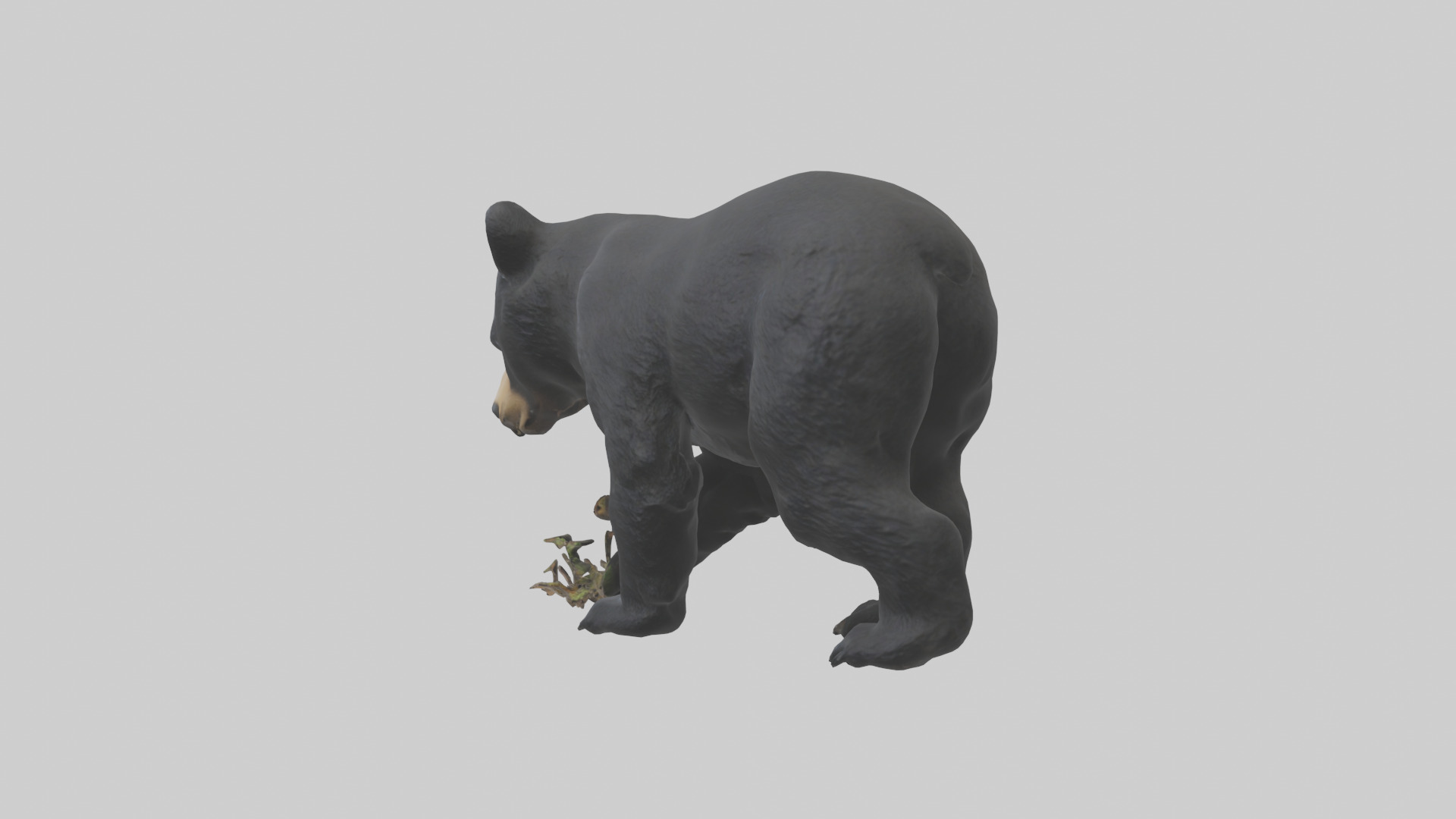 Black Bear cub exploring model 3D model_1