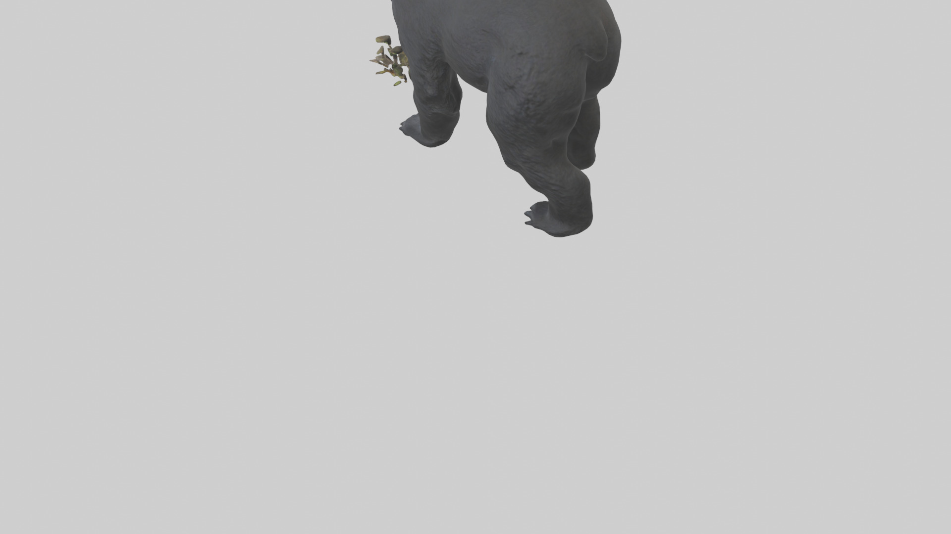 Black Bear cub exploring model 3D model_3