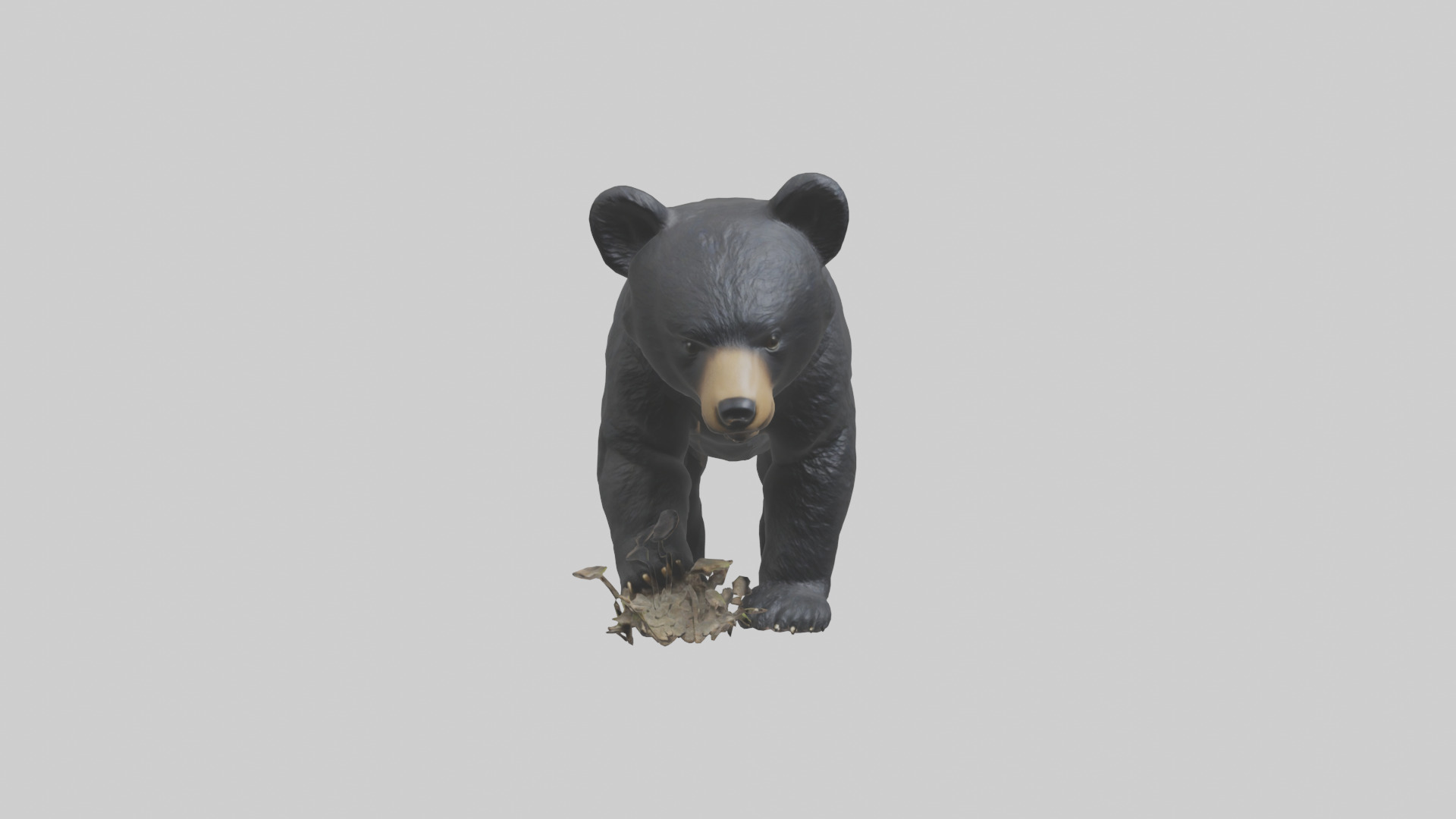 Black Bear cub exploring model 3D model_9