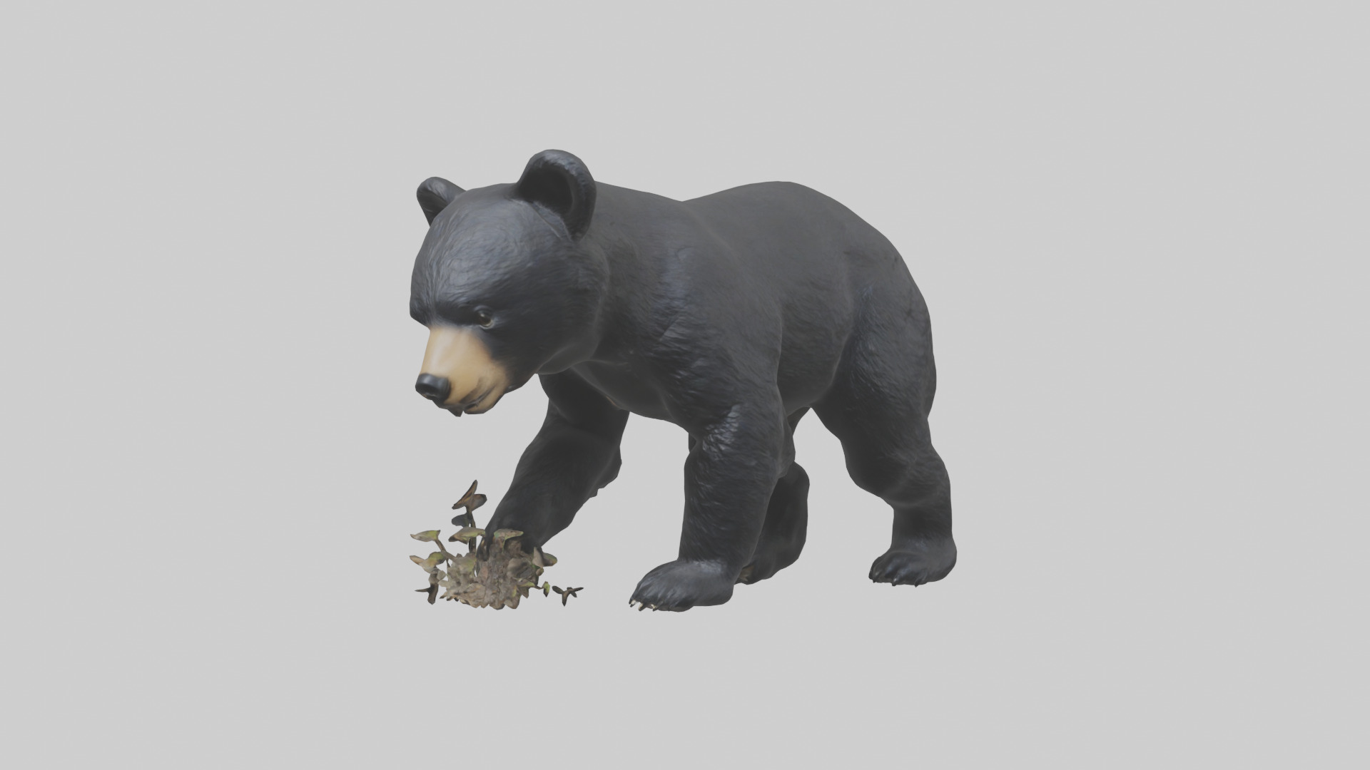 Black Bear cub exploring model 3D model_8