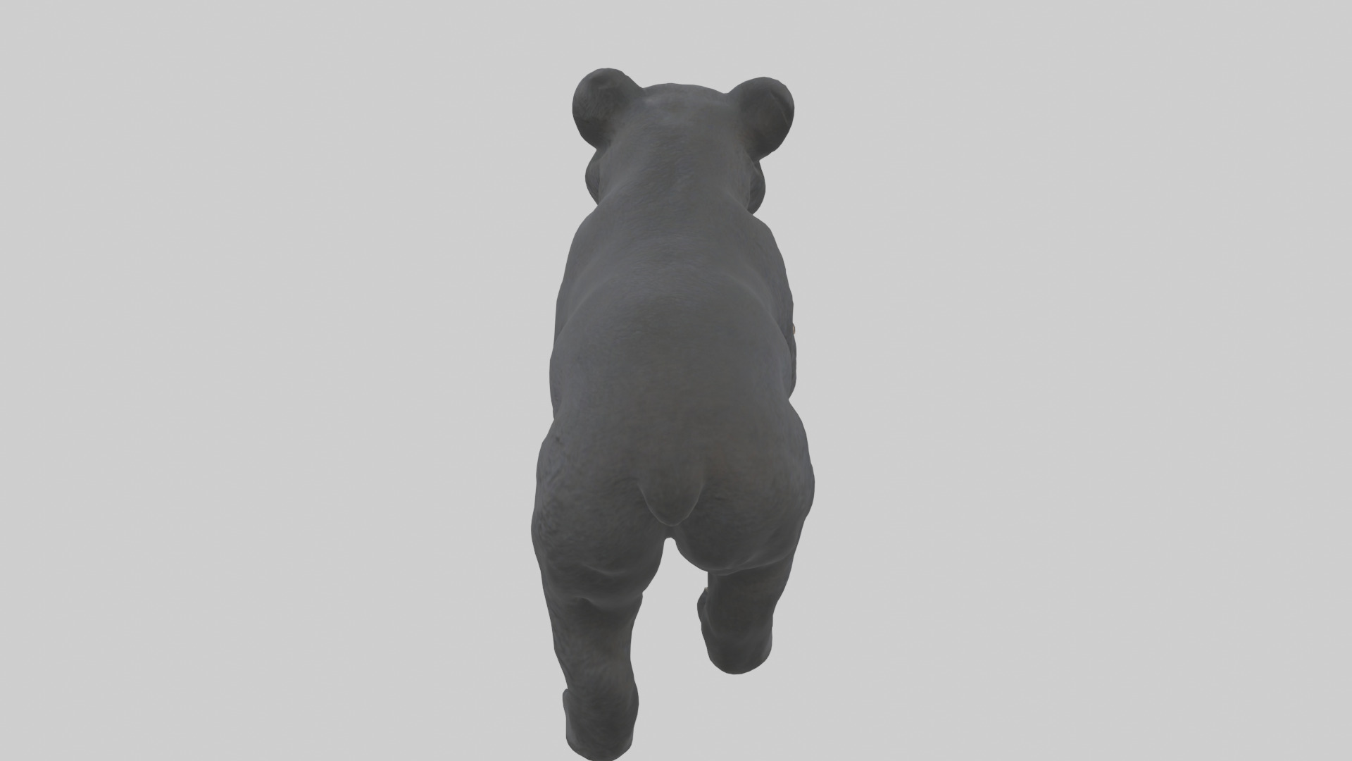 Black Bear cub exploring model 3D model_15
