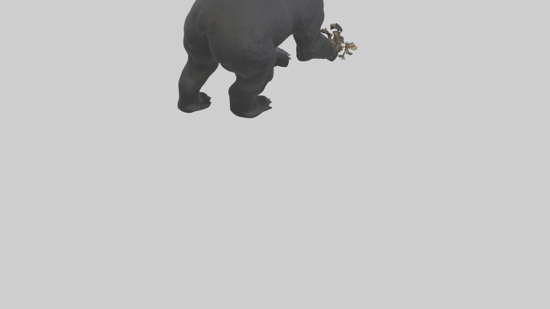 Black Bear cub exploring model 3D model_4