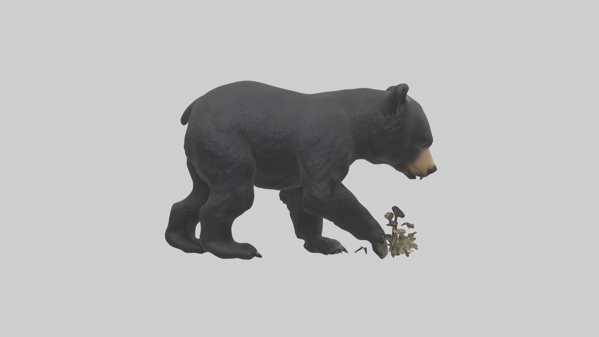 Black Bear cub exploring model 3D model_13